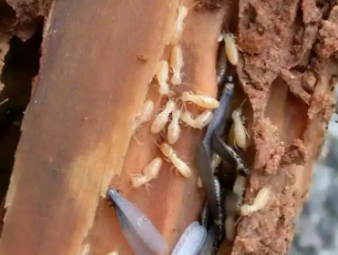 平武白蚁防治公司分享商铺门店白蚁防控：守护经营环境，避免营业损失